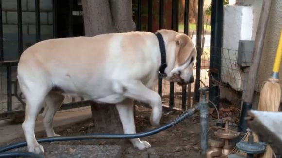 Photo du film The Dog Who Saved Easter