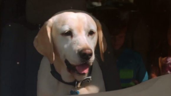 Photo du film The Dog Who Saved Easter