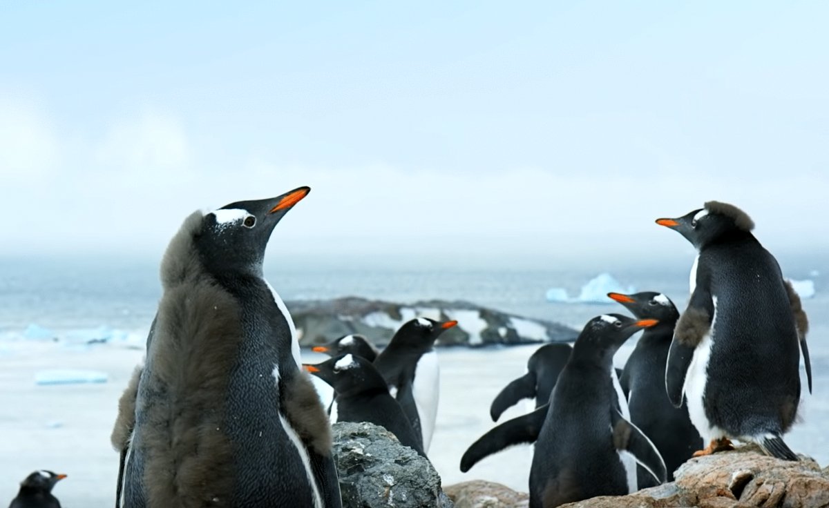 Photo from the movie BBC Earth: Antarctica