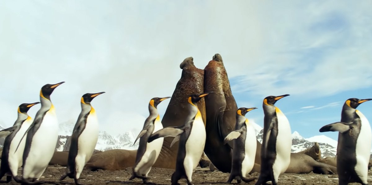 Photo from the movie BBC Earth: Antarctica