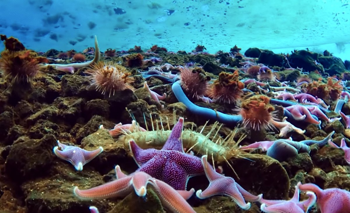 Photo from the movie BBC Earth: Antarctica