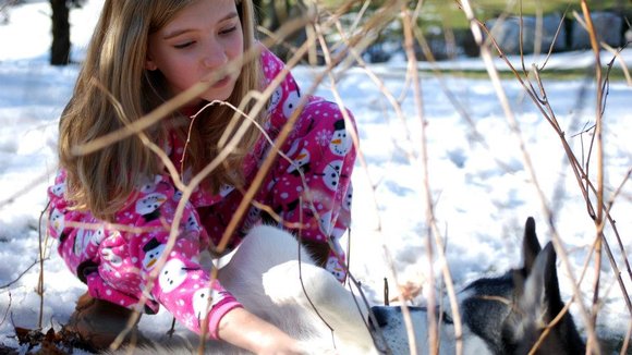 Photo du film A Dog for Christmas