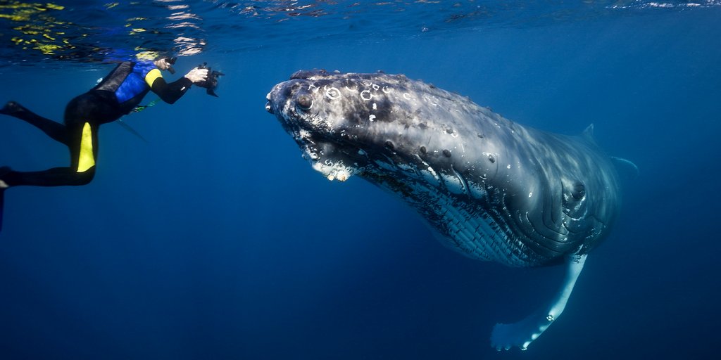 Photo du film Les baleines à bosse