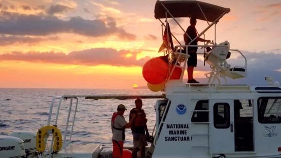 Photo du film Les baleines à bosse