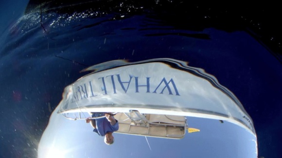 Photo du film Les baleines à bosse