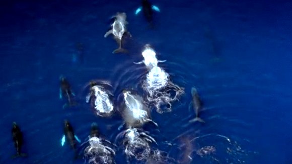 Photo du film Les baleines à bosse