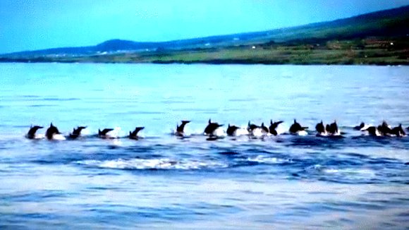 Photo du film Les baleines à bosse