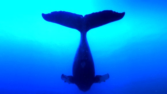 Photo du film Les baleines à bosse