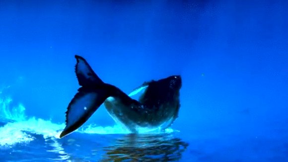 Photo du film Les baleines à bosse