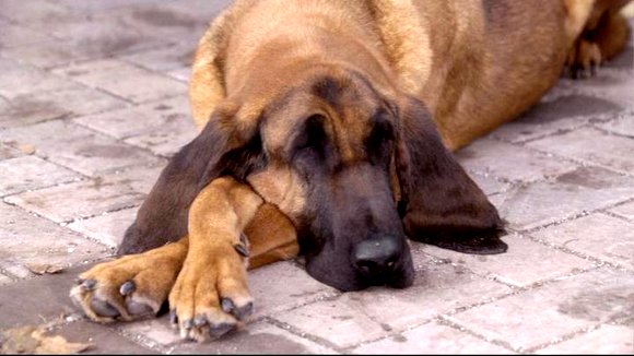 Photo du film Santa Buddies