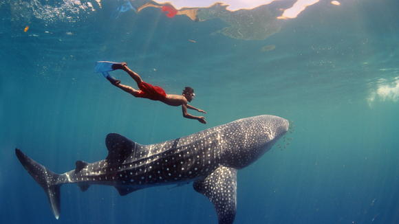 Photo du film Destination Pacifique Sud