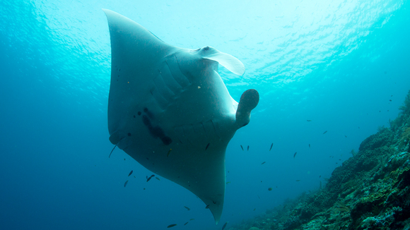 Photo du film Destination Pacifique Sud
