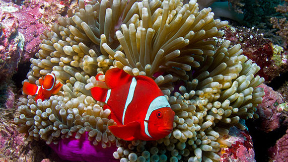 Photo du film Destination Pacifique Sud