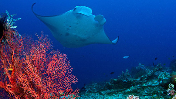 Photo du film Destination Pacifique Sud