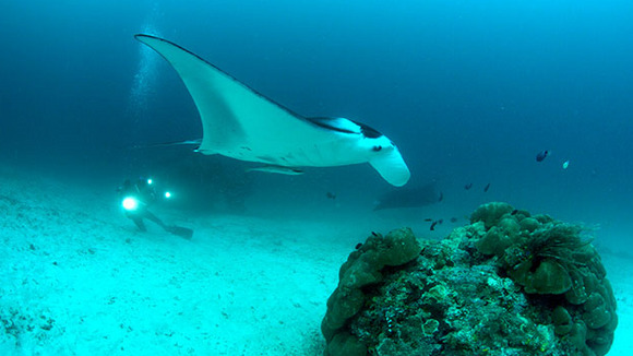 Photo du film Destination Pacifique Sud