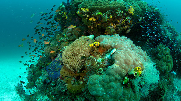 Photo du film Destination Pacifique Sud