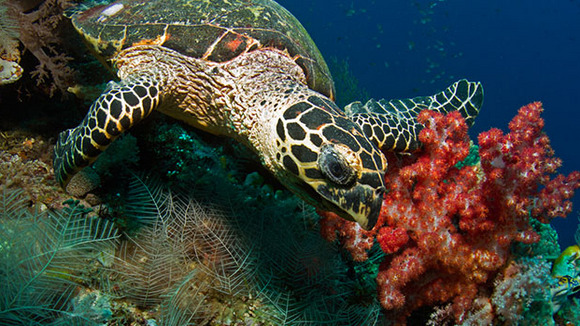 Photo du film Destination Pacifique Sud