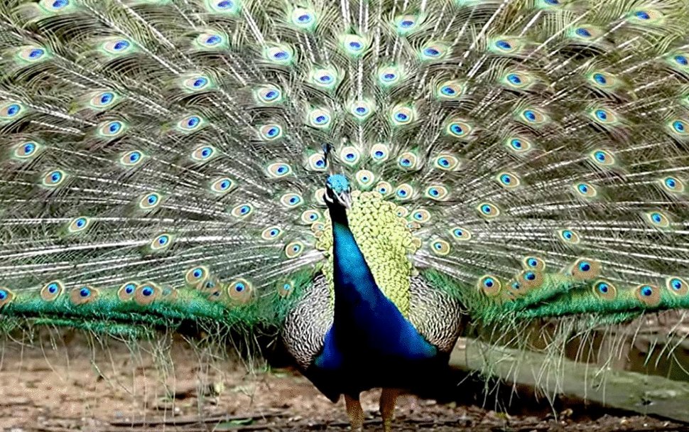 Photo from the movie Explained