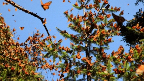 Photo du film L'incroyable voyage des papillons