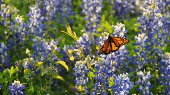 Photo du film L'incroyable voyage des papillons