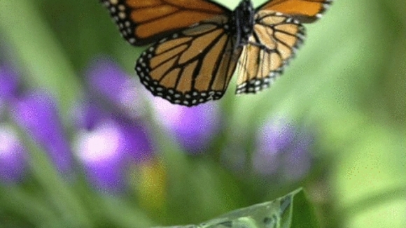 Photo du film L'incroyable voyage des papillons