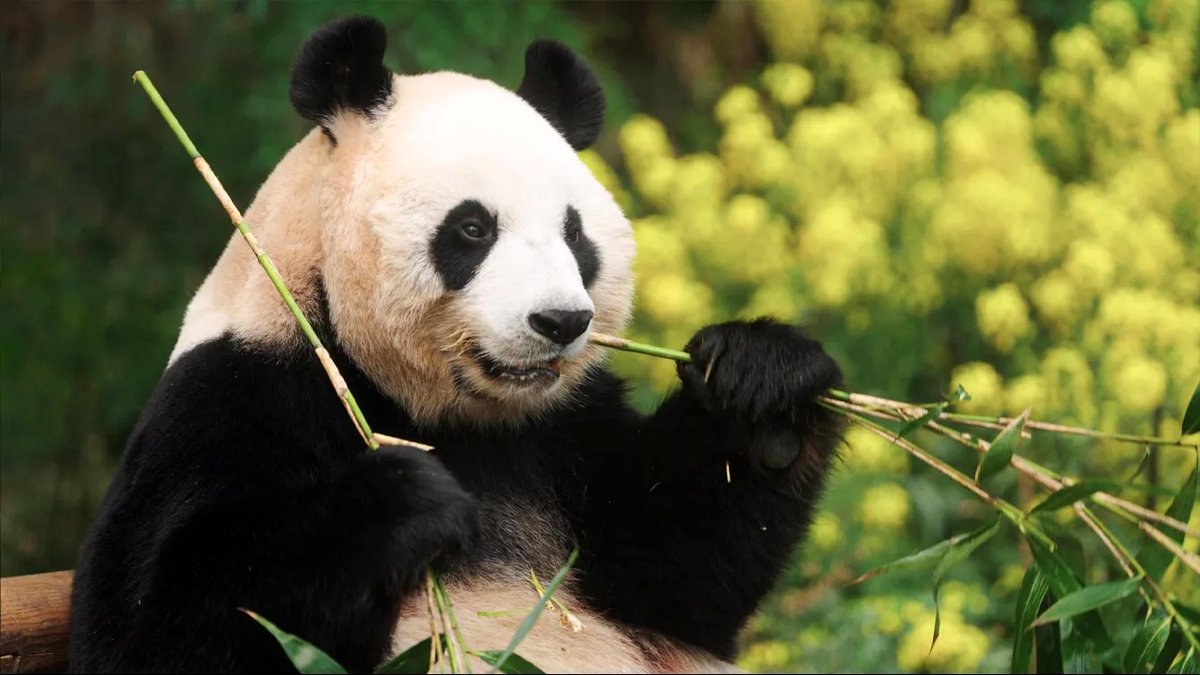 Photo du film My Dearest Fu Bao