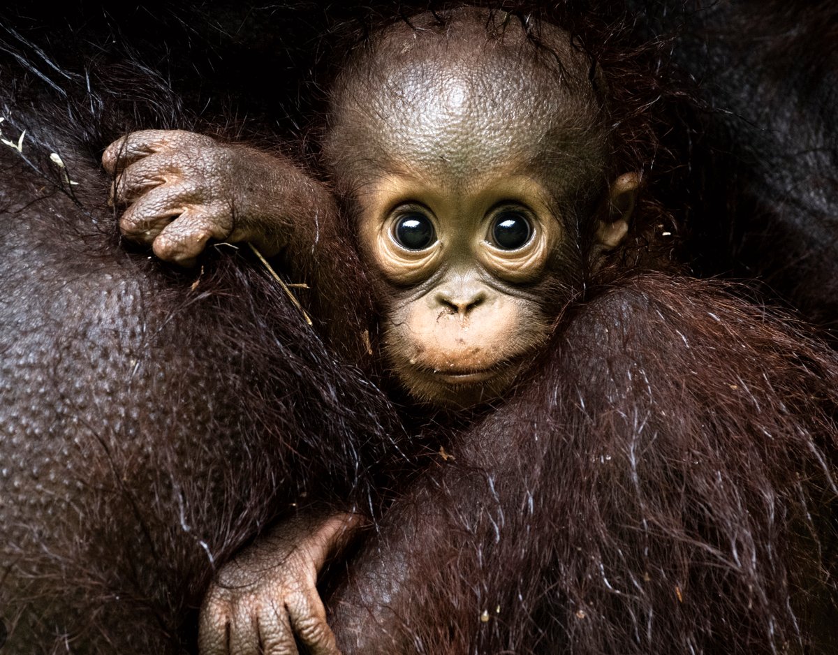 Photo du film Eden: Untamed Planet