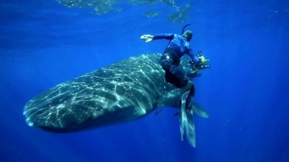 Photo du film Racing Extinction