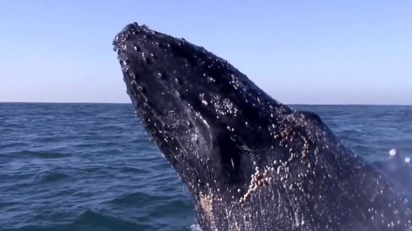 Photo du film Racing Extinction