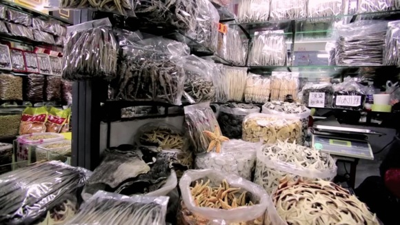 Photo du film Racing Extinction