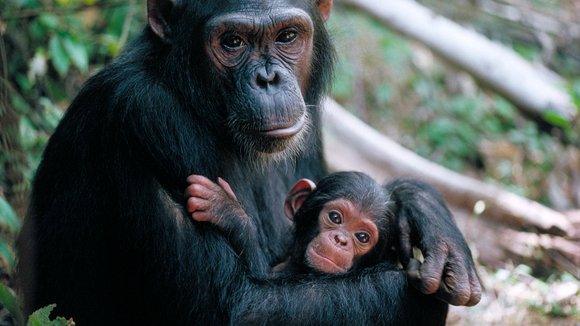 Photo from the movie Jane Goodall's Wild Chimpanzees