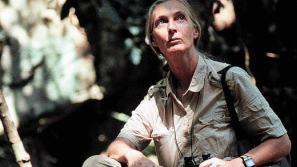 Photo from the movie Jane Goodall's Wild Chimpanzees