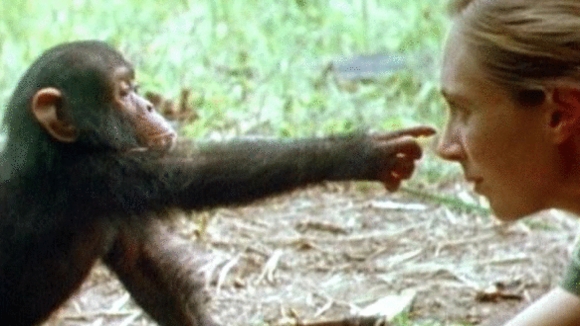 Photo from the movie Jane Goodall's Wild Chimpanzees