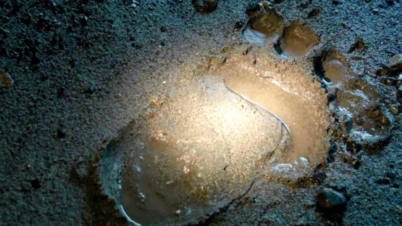 Photo from the movie Into the Grizzly Maze