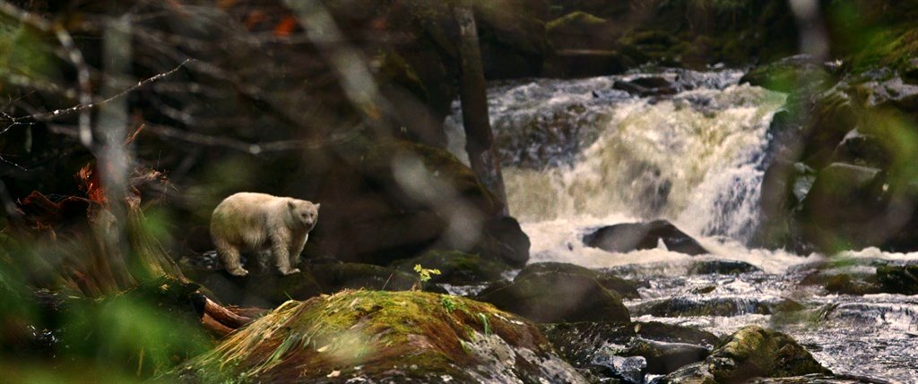 Photo du film Kayak to Klemtu