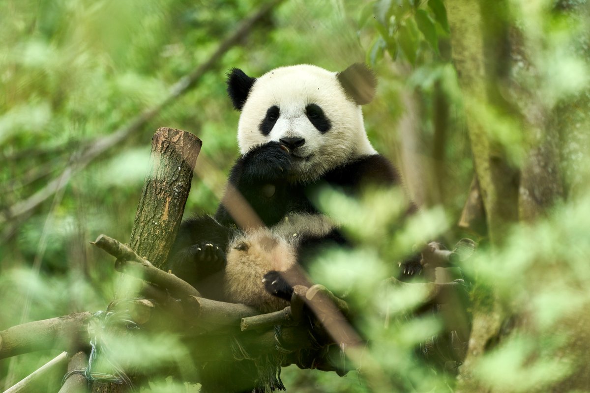 Photo from the movie Moon the Panda