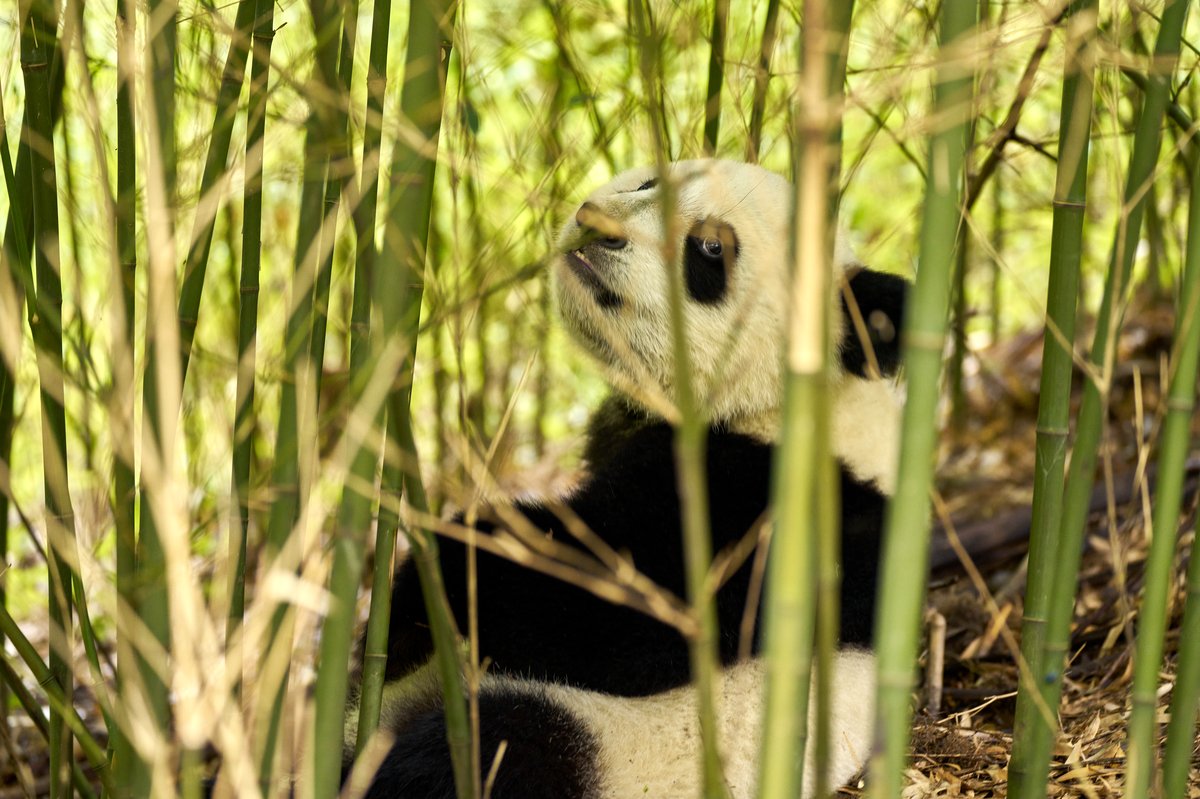 Photo from the movie Moon the Panda