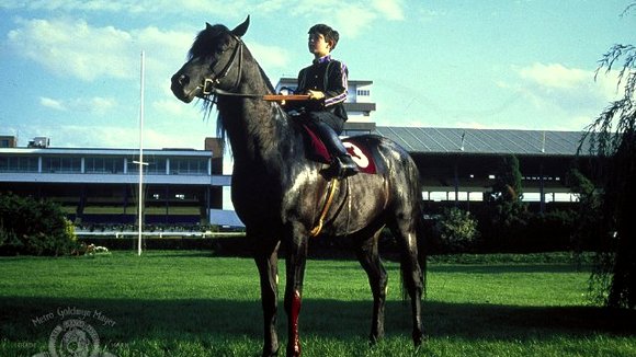 Photo du film L'étalon noir