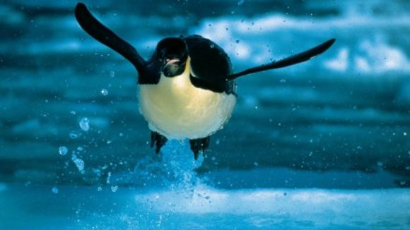 Photo from the movie Deep Blue