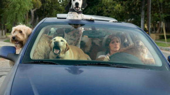 Photo du film Year of the Dog