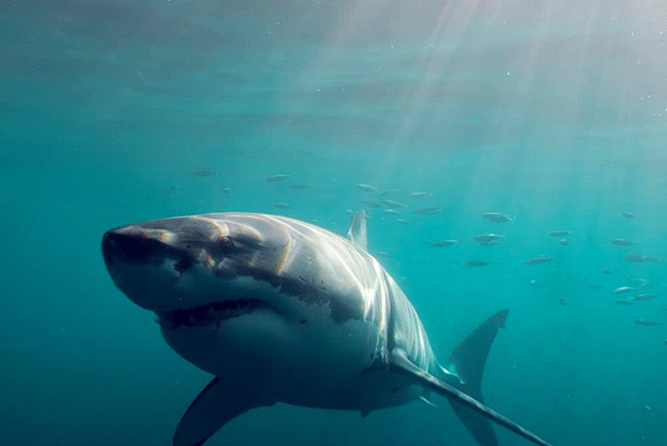 Photo du film The Reef: Stalked