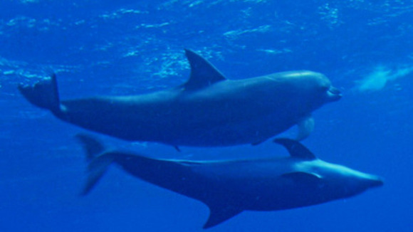 Photo du film Les Animaux amoureux
