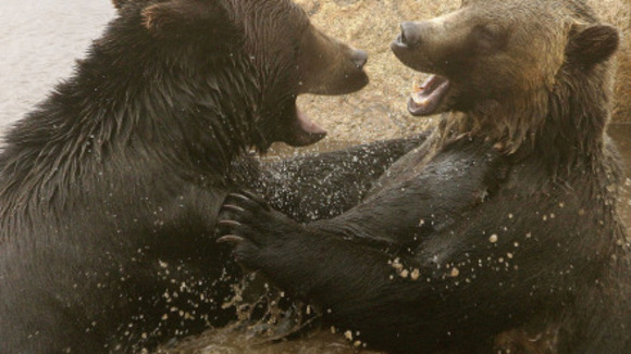 Photo du film Les Animaux amoureux