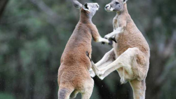 Photo du film Les Animaux amoureux