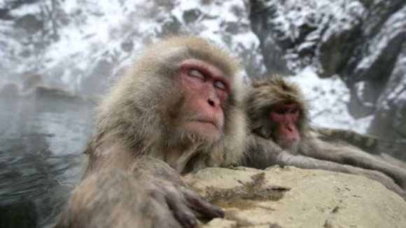 Photo du film Les Animaux amoureux