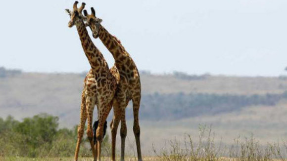 Photo du film Les Animaux amoureux
