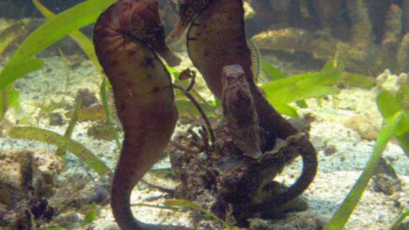 Photo du film Les Animaux amoureux