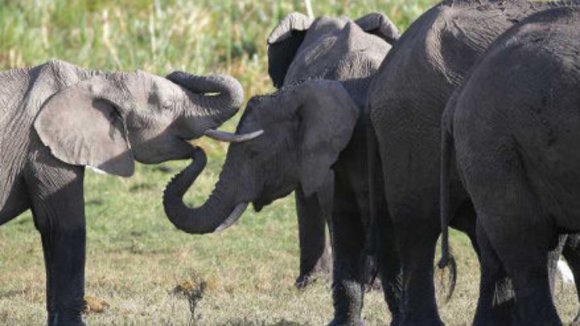 Photo du film Les Animaux amoureux