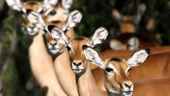Photo du film Les Animaux amoureux