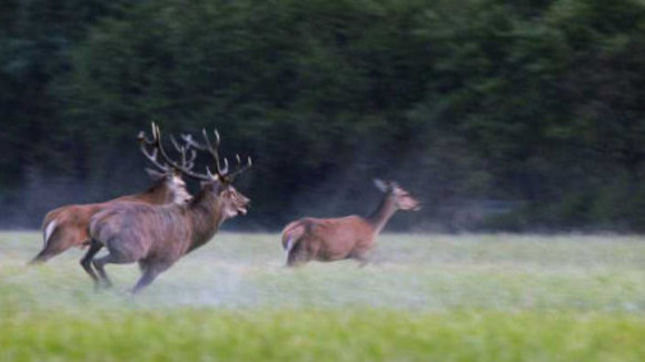 Photo du film Les Animaux amoureux